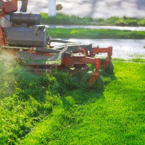 How do I create a landscape that supports local wildlife?